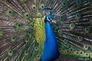 peacock eye top Veniard